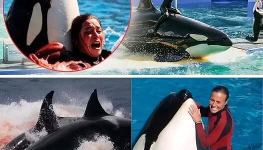 She Had Performed This Routine Hundreds of Times Before — But On That Fateful Afternoon, As Tamarie Tollison Dived Into the Pool With Her Beloved Orca, Something Felt Off… Seconds Later, Screams Erupted From the Audience, the Water Turned Red, and What Happened Next Shattered SeaWorld’s Reputation Forever…